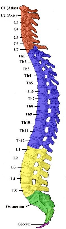 Gray_111_-_vertebral_column-coloured_medium