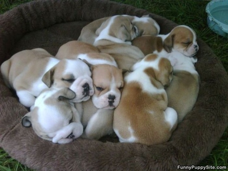 Pile_of_puppies_medium