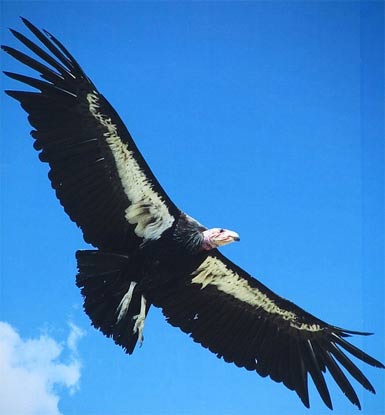 Andean-condor-wings-out-white_medium
