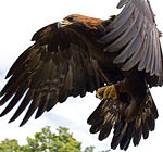 150px-golden_eagle_in_flight_-_5_medium