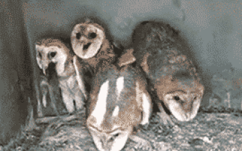 Owl-rat-eating_medium