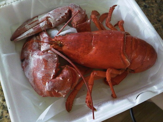 lobsterpants.jpg