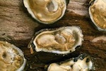 gulf-oyster-150.jpg