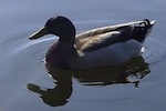 waterfowl-duck-150.jpg