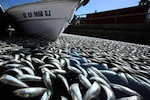 sardines-dead-150.jpg