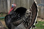 heritage-turkey-150.jpg