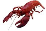lobster-ban-150.jpg