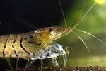 shrimp-in-water-150.jpg