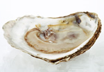 oyster150.jpg