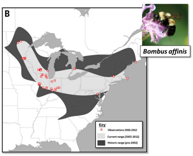 Some wild bee species have undergone major range contractions. Bombus affinis in North America (Map produced by the Xerces Society, list of data providers can be found at www.leifrichardson.org /bbna.html). (Goulson et al, 2015)