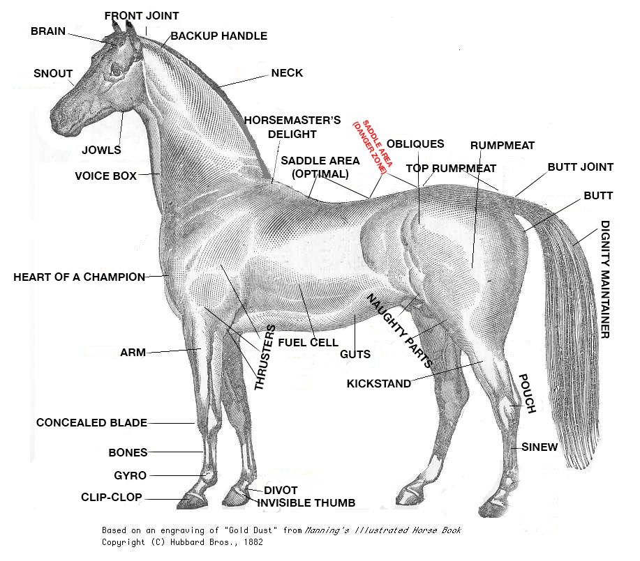A crash course in horse anatomy for the 2015 Kentucky Derby
