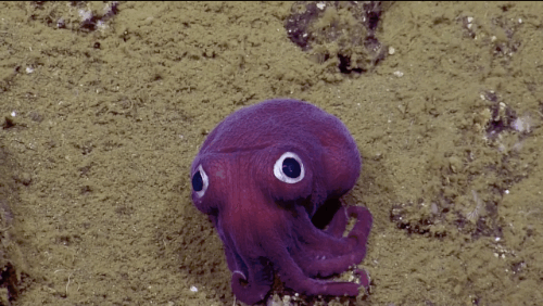 squid_squid_squid.0.gif