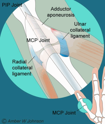 Normal-Thumb-MCP-joint.0.gif